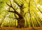 A Árvore Europeia do Ano pode ser o monumental eucalipto português. Vamos votar?