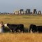 As celebrações do solstício de Verão em Stonehenge