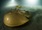 Biólogo marinho é o Fotógrafo de Vida Selvagem 2023 com uma "ferradura dourada"