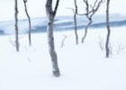 Uma nevasca e muitas outras paisagens naturais (sem Inteligência Artificial)