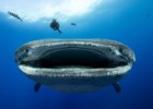 Os mais fotogénicos saltos e mergulhos do concurso Fotógrafo do Ano Ocean Azores