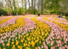 Os 40 jardineiros e os sete milhões de bolbos de flores do Parque de Keukenhof