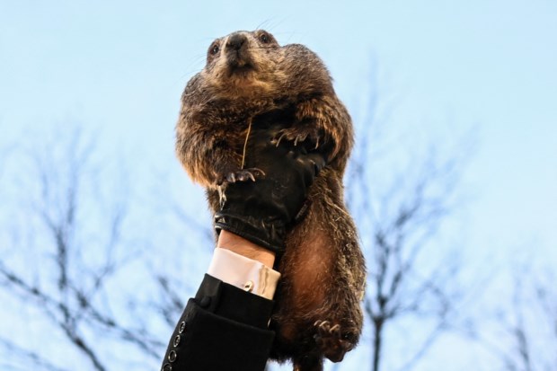 A marmota Punxsutawney Phil no seu momento de glória
