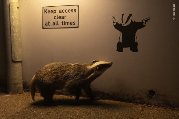 A imagem escolhida pelo público como vencedora. Um texugo-europeu, iluminado por um candeeiro de rua, parece olhar para o graffiti de texugo numa estrada tranquila em Inglaterra, Reino Unido