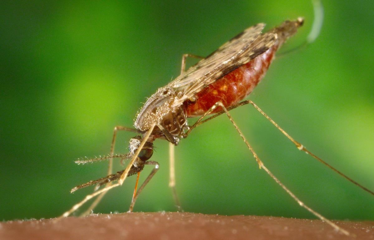 Parazita rezisztencia