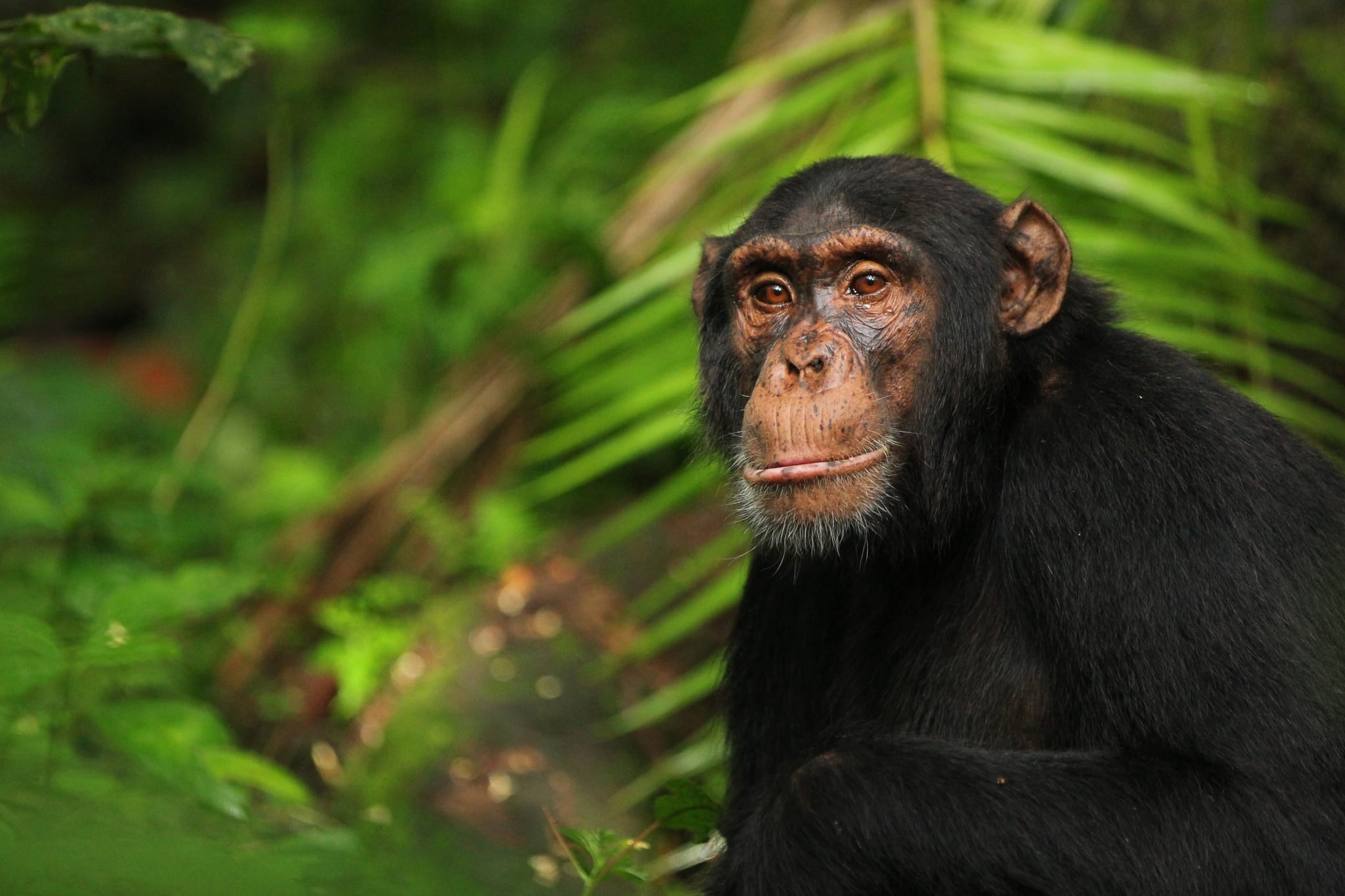 Приматы шимпанзе. Шимпанзе в Африке. Шимпанзе бонобо. Швейнфуртовский шимпанзе.