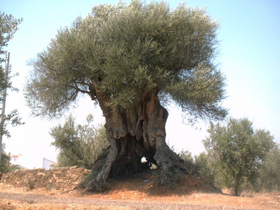 Oliveira mais antiga de Portugal nasceu há 3350 anos Árvores PÚBLICO Oliveira mais antiga de Portugal nasceu há 3350 anos Árvores PÚBLICO