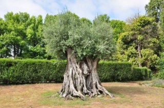 Oliveira mais antiga de Portugal nasceu há 3350 anos, Árvores