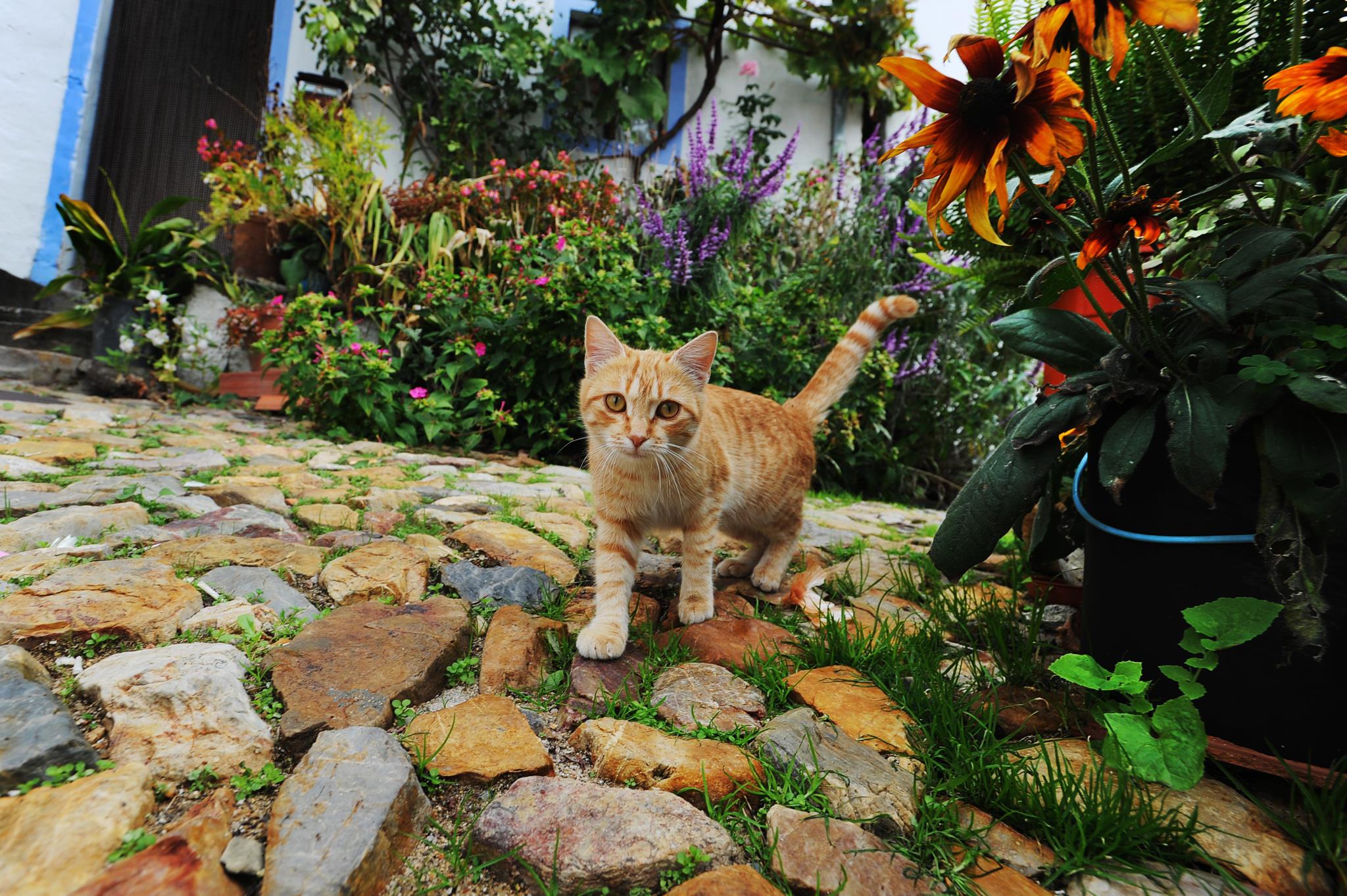 Gatoca: 8 mudanças genéticas nos gatos modernos