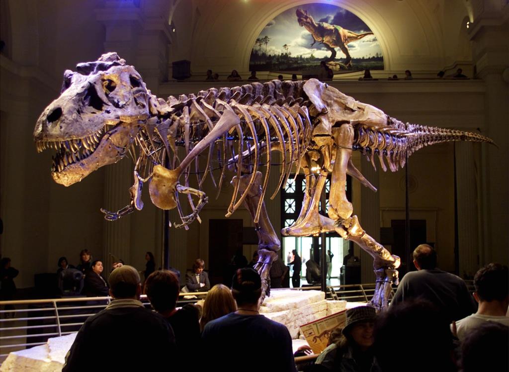 Um Dinossauro Mais Rápido e Maior Que o T-Rex, mas Quem Vence Uma Luta Cara  a Cara 