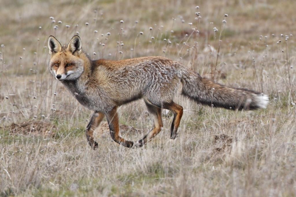 A raposa na caça  ORIGINAL GΑᒪᒣΕRY