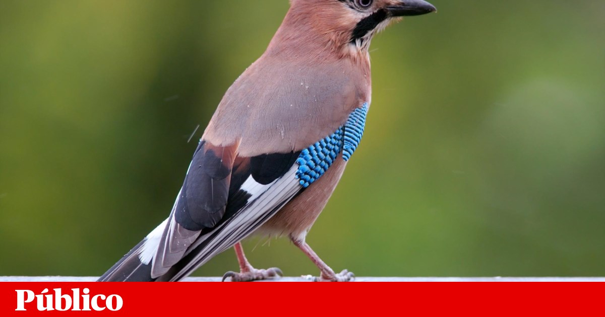 Associa o De Conserva o Da Natureza Usa P ssaros Para Reflorestar associa-o-de-conserva-o-da-natureza-usa-p-ssaros-para-reflorestar