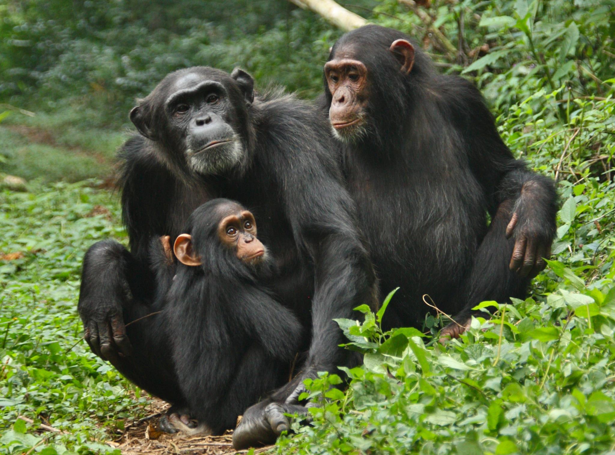 Обезьян нижний. Обезьяна примат. Приматы шимпанзе. Танзания человекообразные обезьяны. Шимпанзе человекообразные обезьяны.