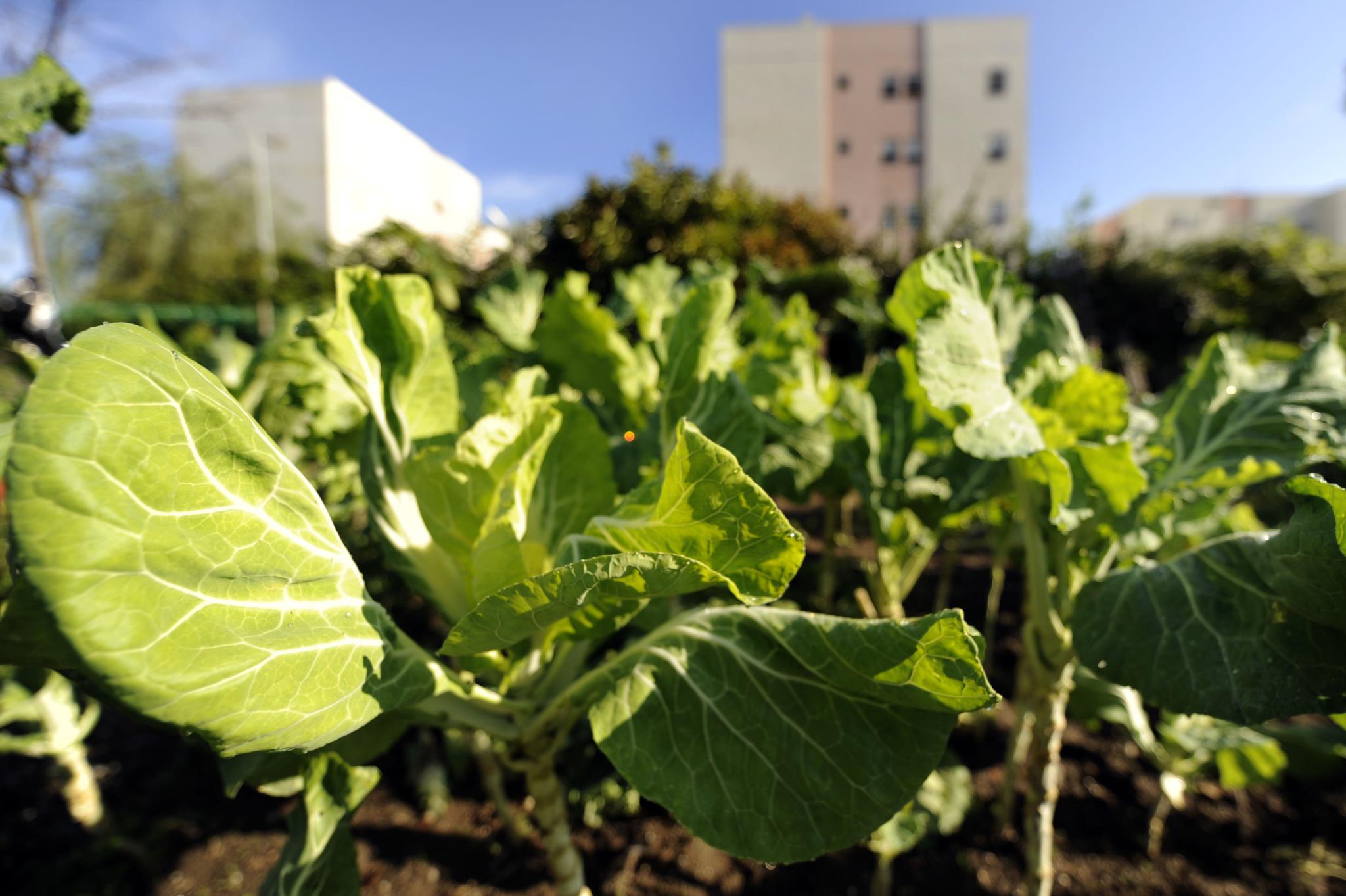 Não ao desperdício alimentar - Câmara Municipal de Loures