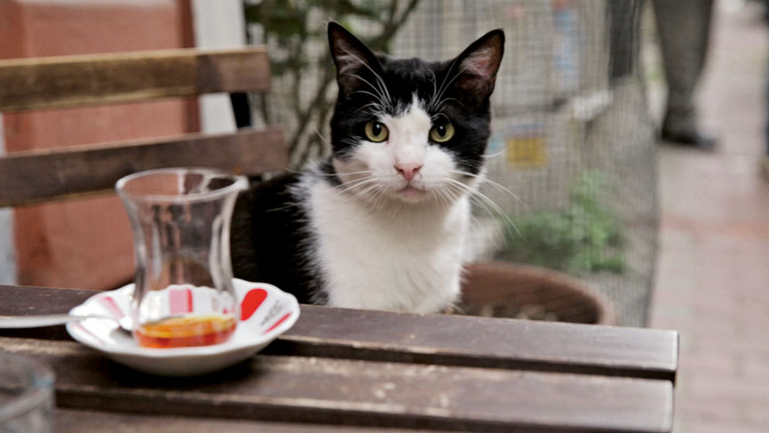 Sexta-feira 13  Os gatos pretos mais ICÔNICOS da Cultura Pop