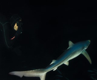Lago dos tubarões shark tank Alfragide • OLX Portugal