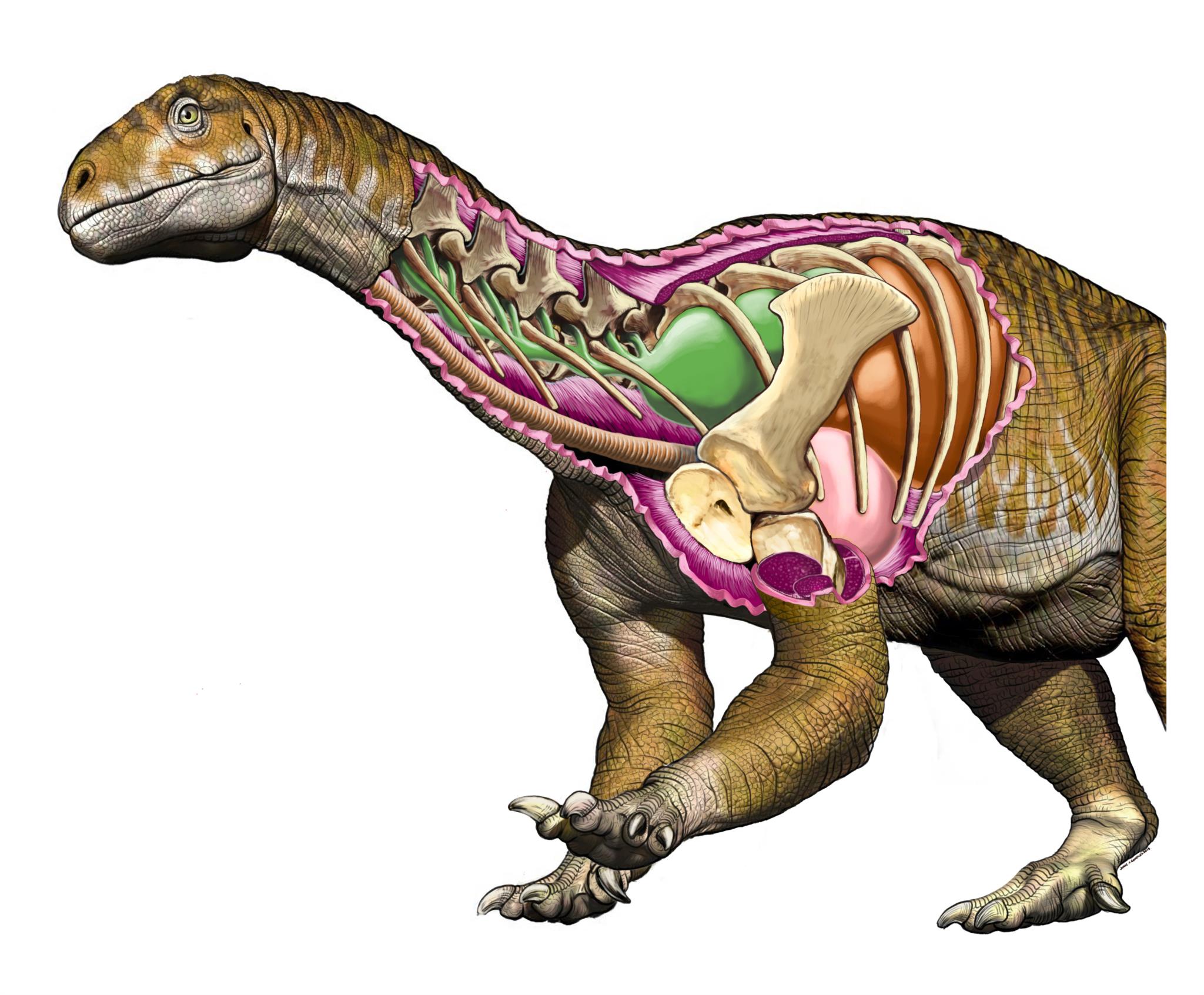 Animal de esqueleto de dinossauro Tirirossauro dinossauro Velociraptor, t  rex, Tiranossauro, terrestre Animal, animal png