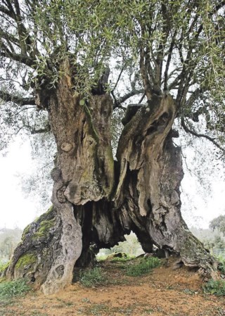 Oliveira mais antiga de Portugal nasceu há 3350 anos, Árvores