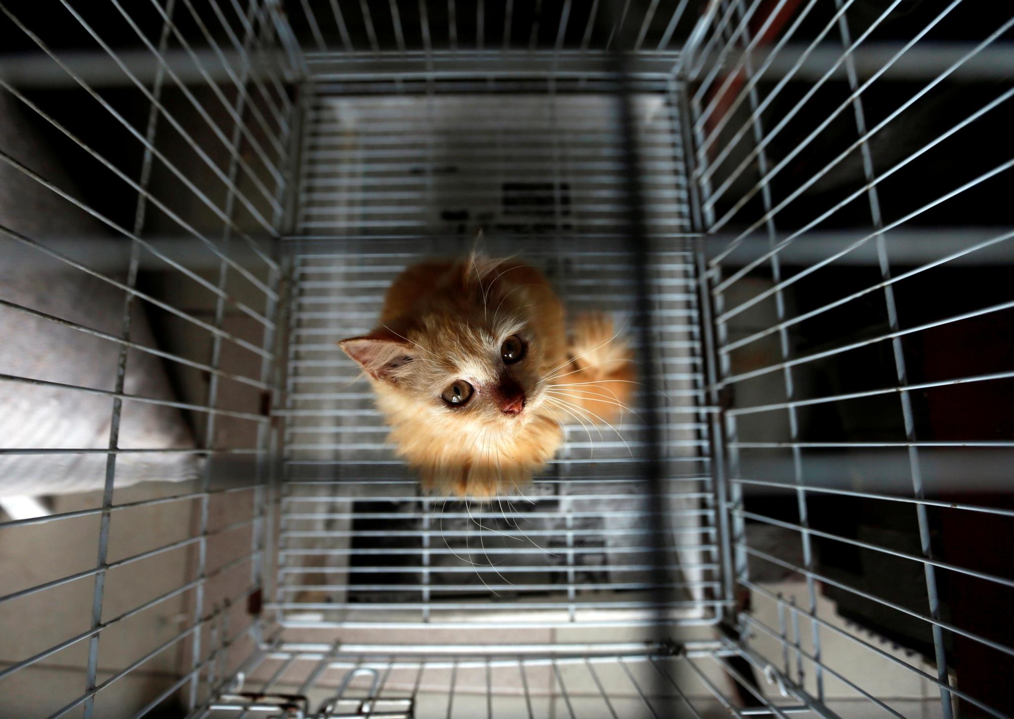 Рынок животных. Птичий рынок собаки. Продать животных. Продать животных. Птичий рынок щенки.