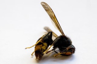 Armadilha para a vespa-asiática funciona como um cavalo de Tróia, Nanotecnologia