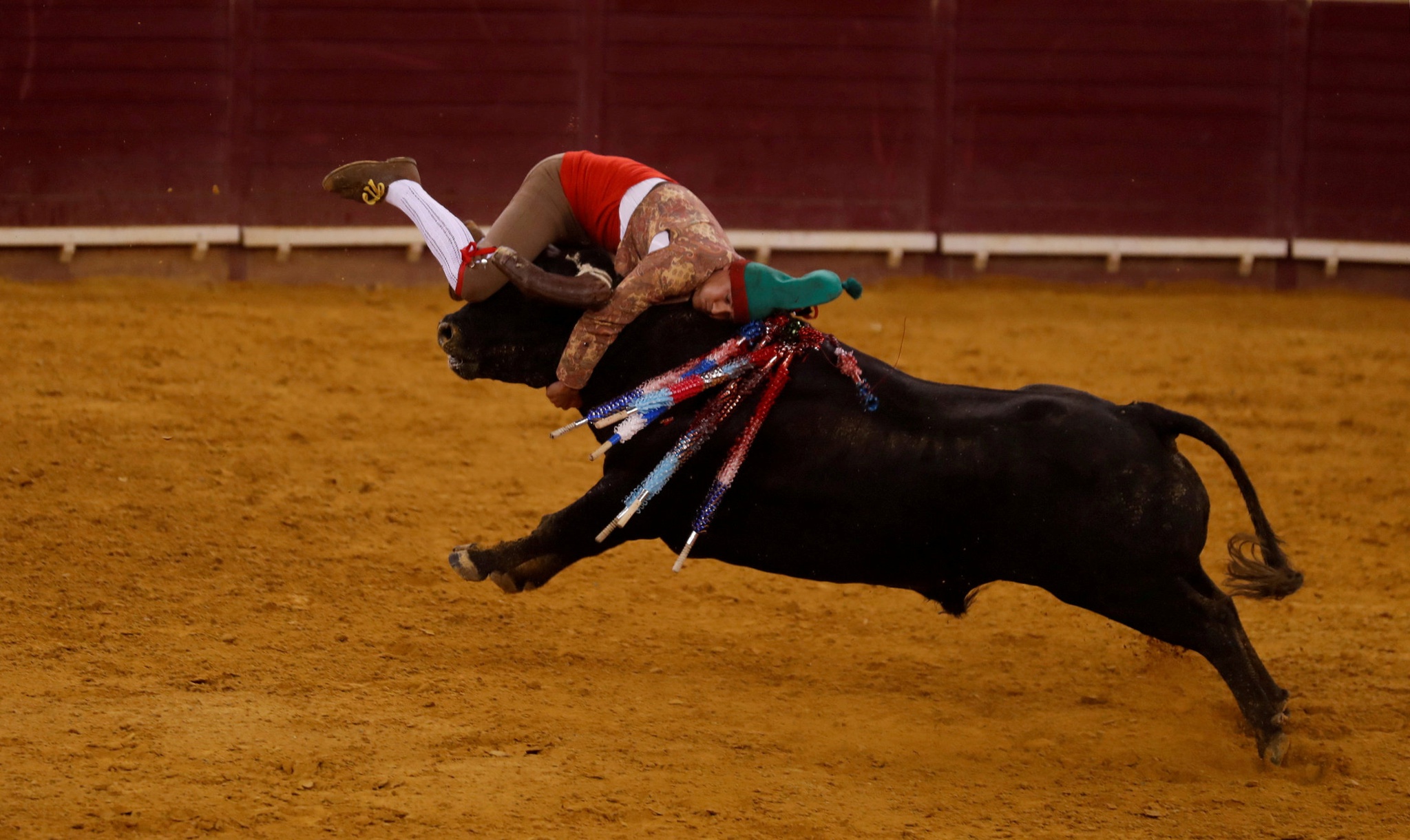Bull fighter. Коррида в Португалии 2021. День рождения португальской корриды - Португалия.