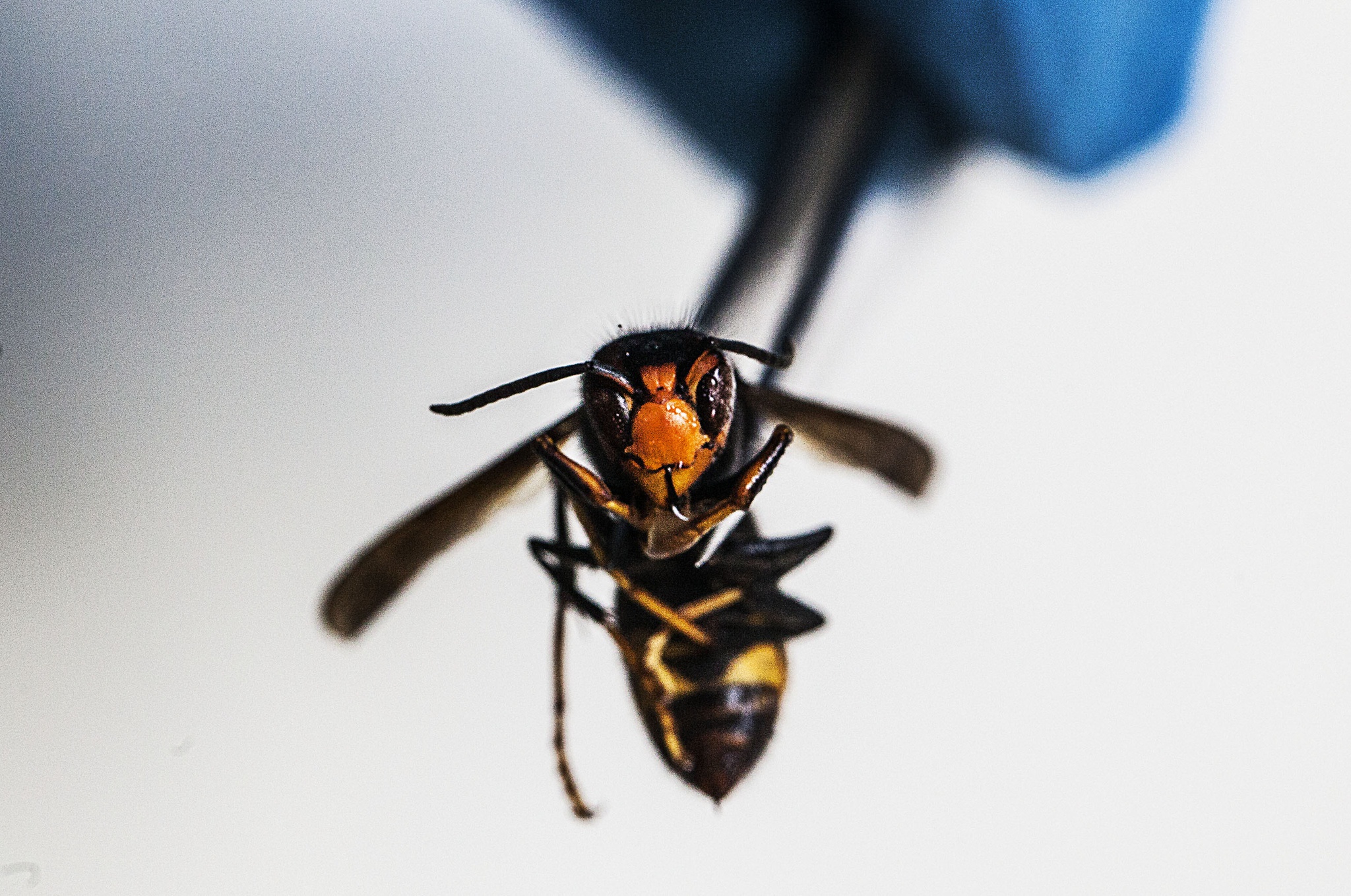 Armadilha para a vespa-asiática funciona como um cavalo de Tróia, Nanotecnologia