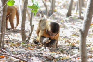 Pesquisadoras investigam macacos-prego que usam pedras como