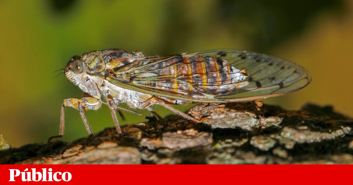 No Verão, as cigarras só querem comer, cantar e copular | Série Um ...