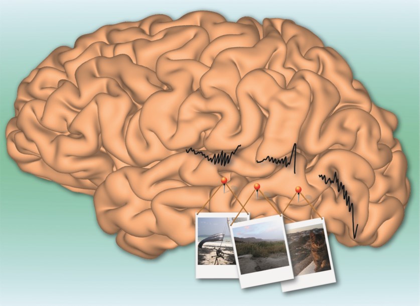 Resultado de imagem para Enquanto se formam memÃ³rias visuais, ocorre um "fogo-de-artifÃ­cio" no cÃ©rebro