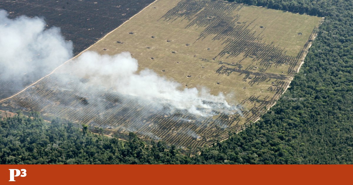A Amazónia arde e a culpa é nossa