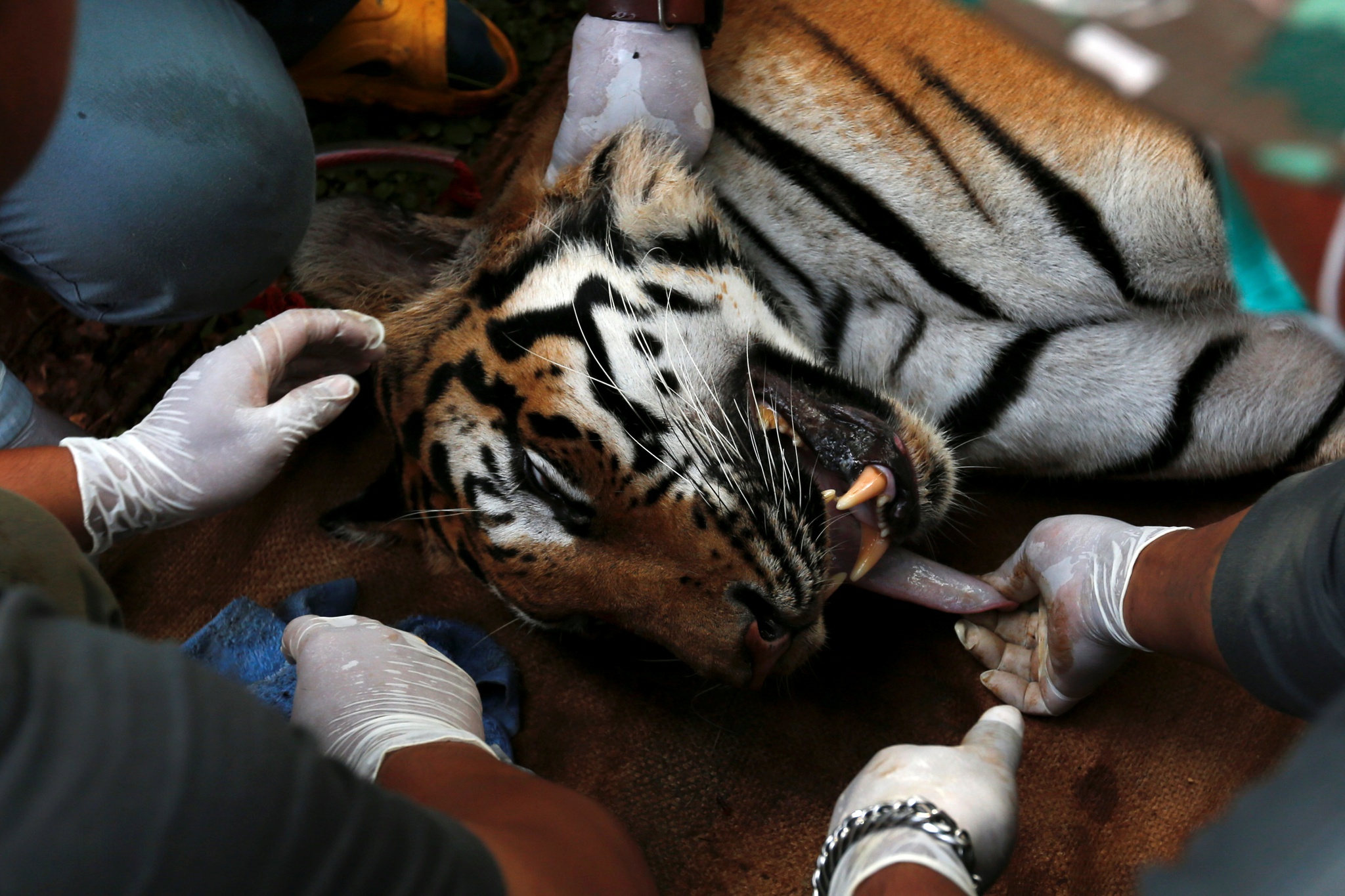 jogo do tigre retirada cancelada｜Pesquisa do TikTok