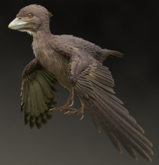 Ancestrais selvagens de pombos são encontrados na Europa