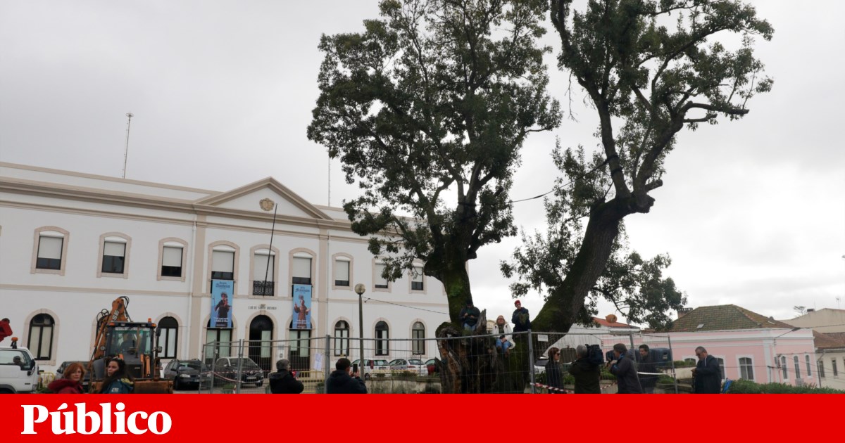 Figueira da Foz. Câmara da Figueira da Foz abateu freixo centenário após dia de protestos - PÚBLICO