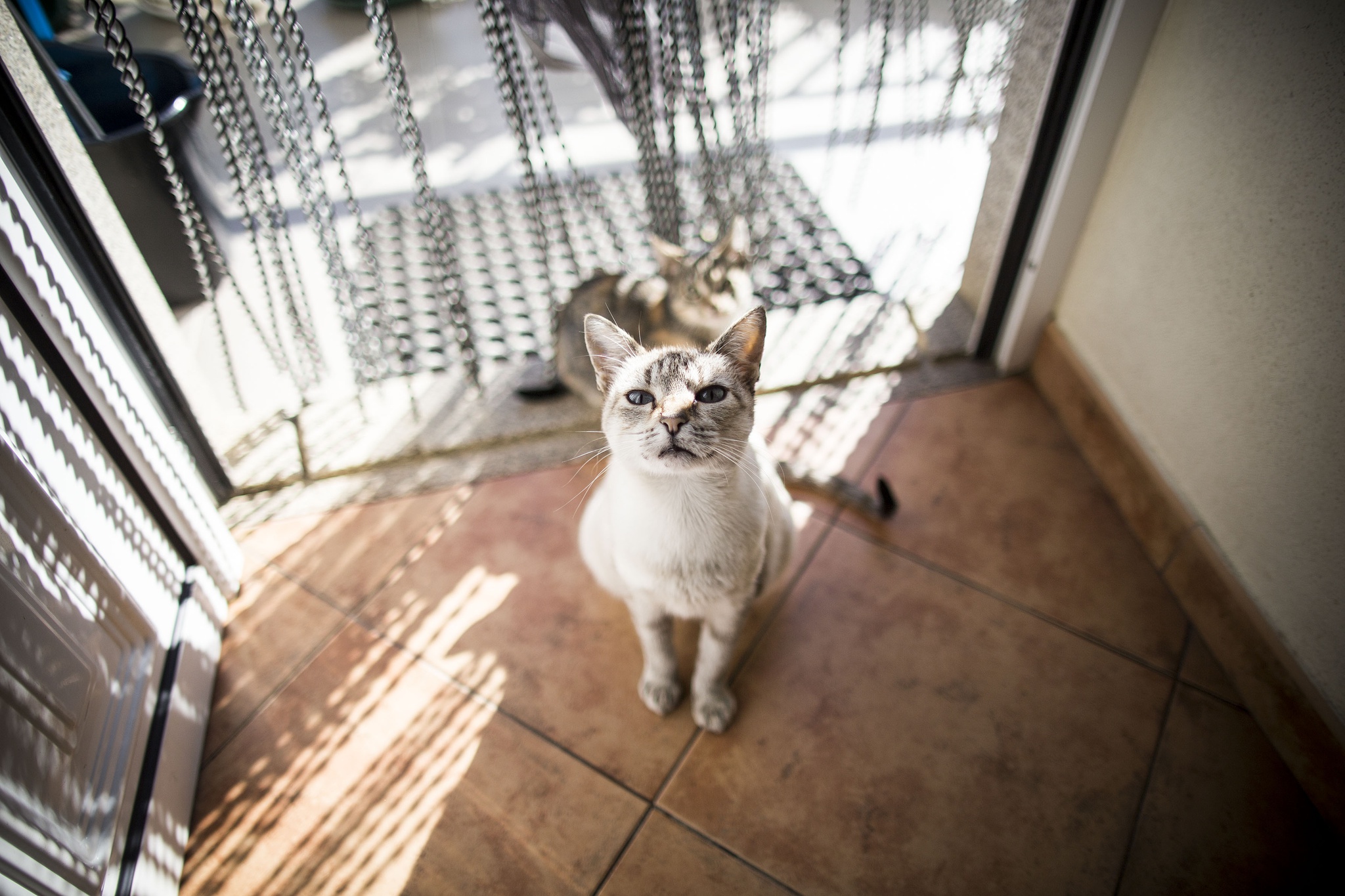 Gato infectado pela dona desenvolve sintomas associados à covid-19 ...