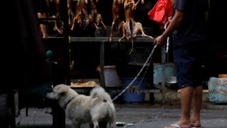 China: farmacêuticas usam animais ameaçados como ingredientes, China