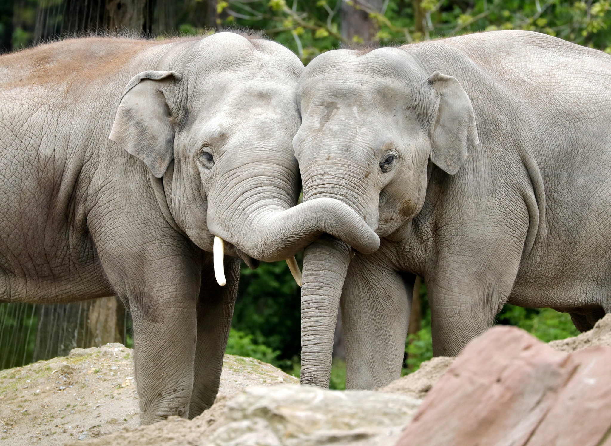Сколько диких слонов. Азиатский слон. Индийский слон. Азиатские слоны. Индийские слоны.