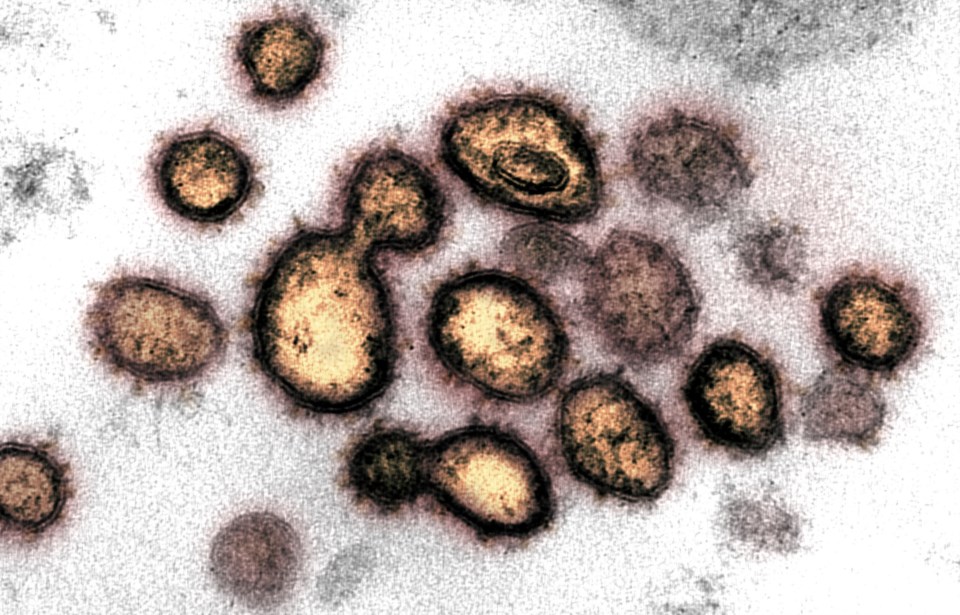 Identificadas 150 mutações no coronavírus em Portugal, mas é cedo ...