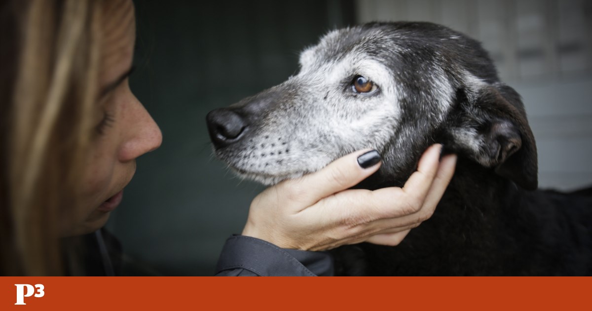 Cinco sugerencias para quien esté pensando en adoptar un perro, desde la perrera hasta la llegada a casa |  Megáfono Cinco sugerencias para quien esté pensando en adoptar un perro, desde la perrera hasta la llegada a casa |  Megáfono