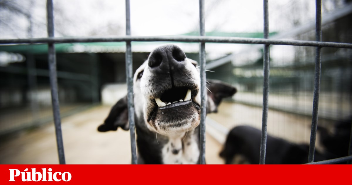 www.publico.pt
