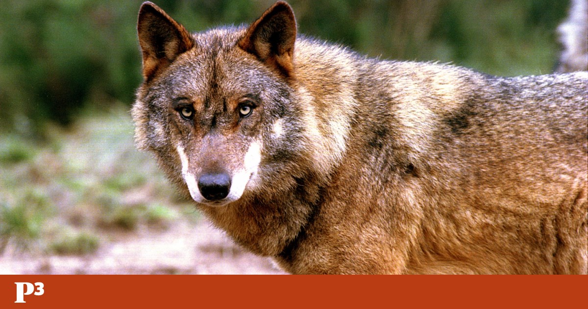 España prohibirá la caza del lobo ibérico en todo el país |  Animales España prohibirá la caza del lobo ibérico en todo el país |  Animales
