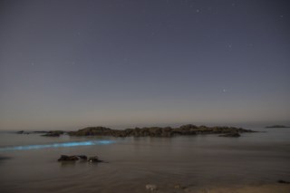 Maré bioluminescente em Vila do Conde: “Foi um fenómeno incrível”, Mar