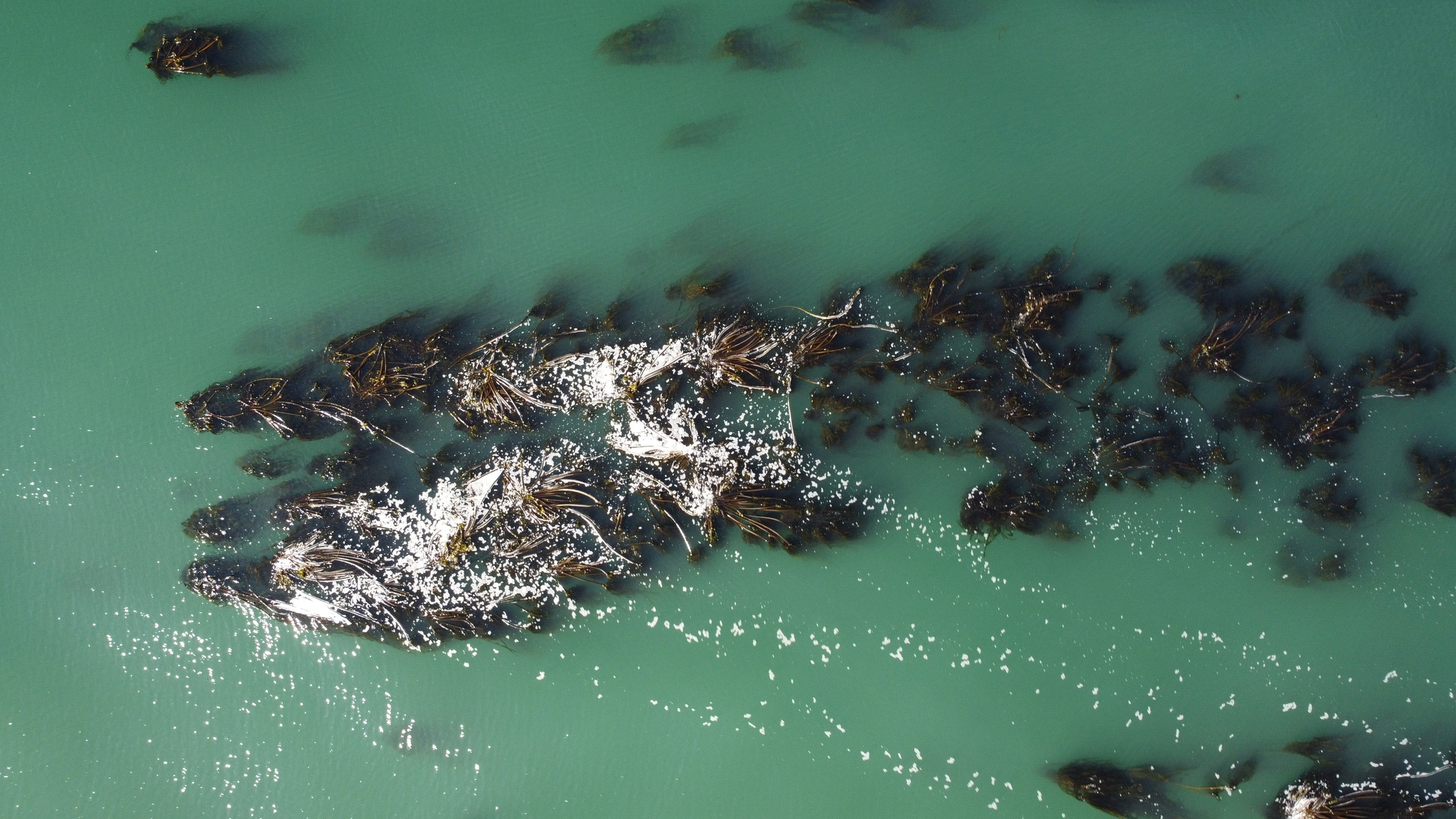 Florestas De Algas Marinhas Podem Ser Solução Para A Crise Climática