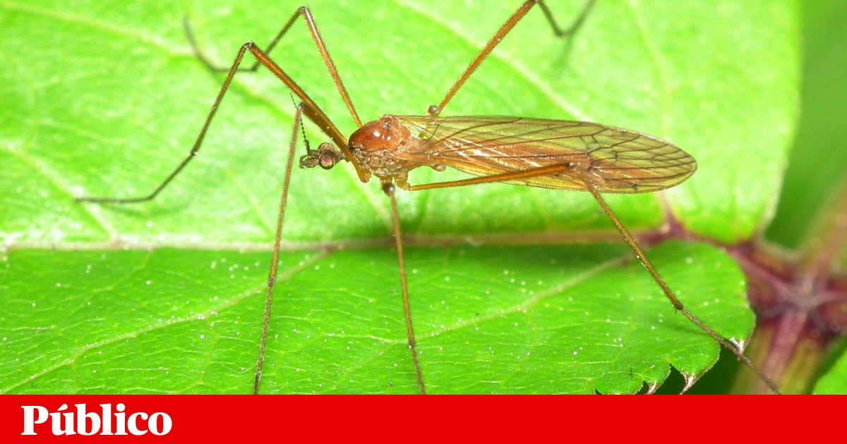 H Mais 33 Esp cies De melgas Identificadas Em Portugal h-mais-33-esp-cies-de-melgas-identificadas-em-portugal