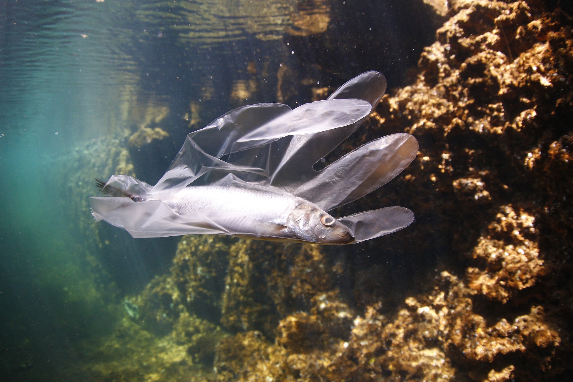 Aquatico, a resposta está no fundo do mar