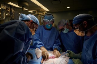 Cirurgiões norte-americanos testam com sucesso transplante de rim de porco  em paciente humano | Medicina | PÚBLICO