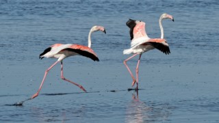 Flamingo maior