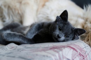 Gato de 4 orelhas é adotado e viraliza na web