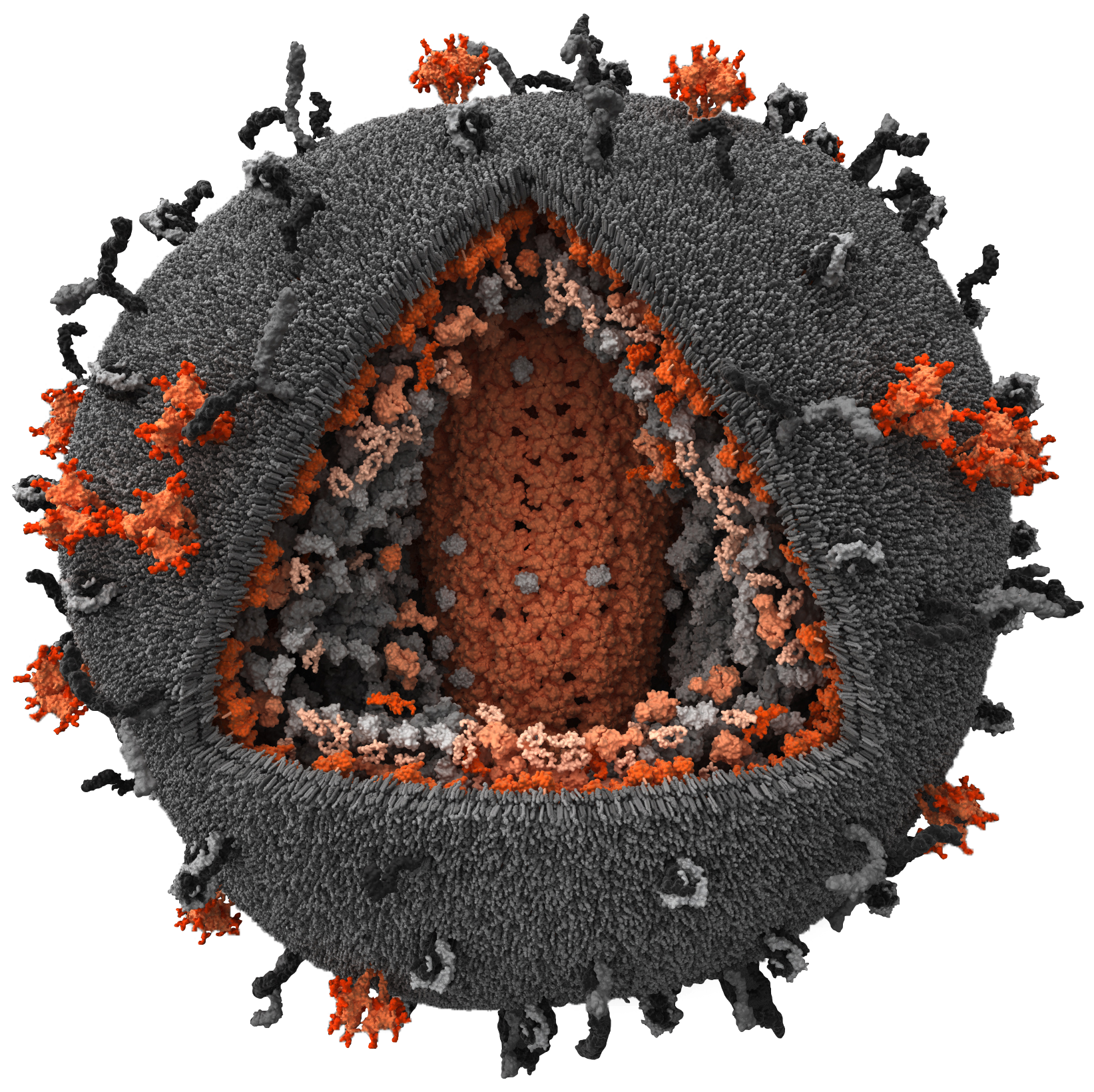 VIH e o sistema imunitário