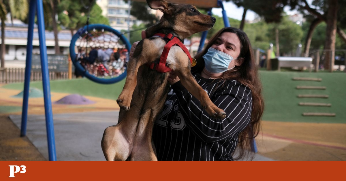 En Espagne, le bien-être animal sera même pris en compte dans les divorces |  animaux