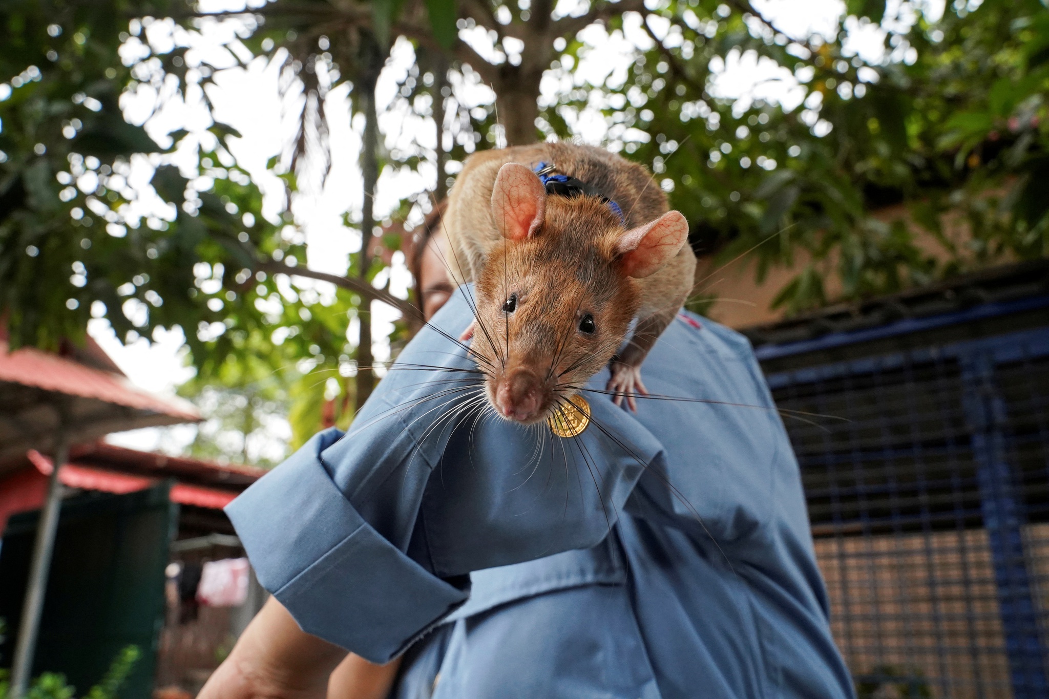 Magawa, o rato 'herói' que detecta minas terrestres se aposenta com honras  no Camboja - BBC News Brasil